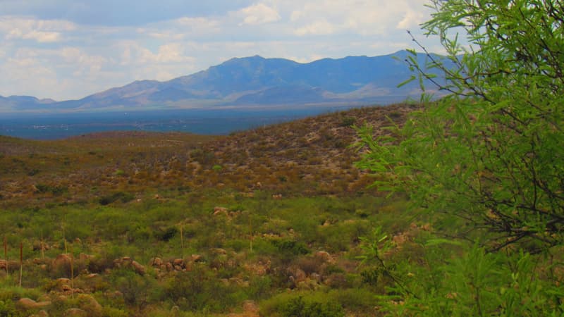 Green desert scrub stretching to the Whetstone Mountains west of Tombstone